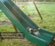 Kitty GIF
